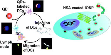 Graphical abstract: Nanoparticles for cell labeling