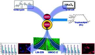 Graphical abstract: Cytotoxicity of sophorolipid-gellan gum-gold nanoparticle conjugates and their doxorubicin loaded derivatives towards human glioma and human glioma stem cell lines