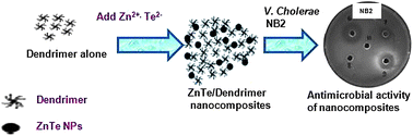 Graphical abstract: Aqueous synthesis of ZnTe/dendrimer nanocomposites and their antimicrobial activity: implications in therapeutics