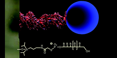 Graphical abstract: DNA-mediated site-specific deposition of gold nanoparticles on silicon wafers