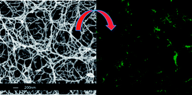 Graphical abstract: The effects of concentration-dependent morphology of self-assembling RADA16 nanoscaffolds on mixed retinal cultures