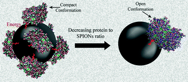 Graphical abstract: Irreversible changes in protein conformation due to interaction with superparamagnetic iron oxide nanoparticles