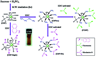 Graphical abstract: Synthesis, functionalization and bioimaging applications of highly fluorescent carbon nanoparticles