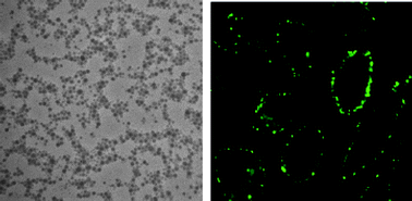 Graphical abstract: Incorporating functionalized polyethylene glycol lipids into reprecipitated conjugated polymer nanoparticles for bioconjugation and targeted labeling of cells