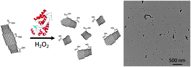 Graphical abstract: Oxidative biodegradation of single- and multi-walled carbon nanotubes