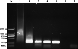 Graphical abstract: Effect of surface charge of polyethyleneimine-modified multiwalled carbon nanotubes on the improvement of polymerase chain reaction