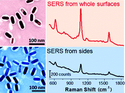 Graphical abstract: Site-selective localization of analytes on gold nanorod surface for investigating field enhancement distribution in surface-enhanced Raman scattering