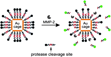 Graphical abstract: An enzyme-sensitive probe for photoacoustic imaging and fluorescence detection of protease activity