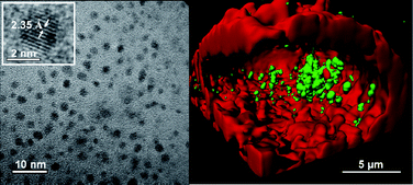 Graphical abstract: Facile preparation of water-soluble fluorescent gold nanoclusters for cellular imaging applications