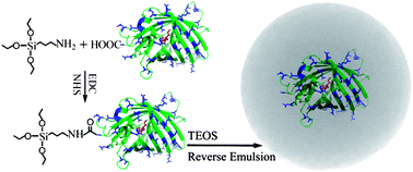 Graphical abstract: Encapsulated enhanced green fluorescence protein in silica nanoparticle for cellular imaging