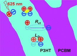 Graphical abstract: Exciton diffusion and charge transfer dynamics in nano phase-separated P3HT/PCBM blend films