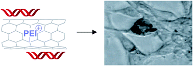 Graphical abstract: Polyethylenimine–carbon nanotube nanohybrids for siRNA-mediated gene silencing at cellular level