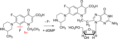 Graphical abstract: Fluoroquinolones as potential photochemotherapeutic agents: covalent addition to guanosine monophosphate