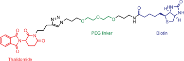 Graphical abstract: Efforts toward elucidating Thalidomide’s molecular target: an expedient synthesis of the first Thalidomide biotin analogue