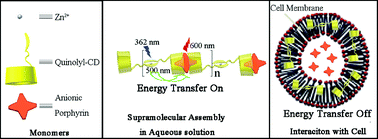 Graphical abstract: Construction and transmembrane dissociation behavior of supramolecular assembly of quinolinocyclodextrin with porphyrin