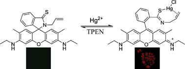 Graphical abstract: A reversible fluorescent Hg2+ chemosensor based on a receptor composed of a thiol atom and an alkene moiety for living cell fluorescence imaging