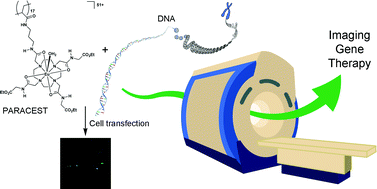 Graphical abstract: Polymeric PARACEST MRI contrast agents as potential reporters for gene therapy