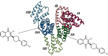 Graphical abstract: Combination of chiroptical, absorption and fluorescence spectroscopic methods reveals multiple, hydrophobicity-driven human serum albumin binding of the antimalarial atovaquone and related hydroxynaphthoquinone compounds