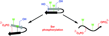 Graphical abstract: Positional effects of phosphoserine on β-hairpin stability