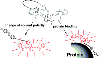 Graphical abstract: Modulation of intramolecular heterodimer-induced fluorescence quenching of tricarbocyanine dye for the development of fluorescent sensor