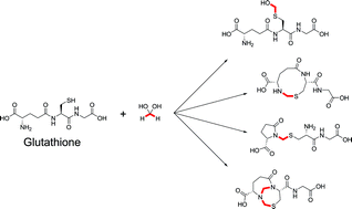 Graphical abstract: Studies on the reaction of glutathione and formaldehyde using NMR