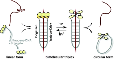 Graphical abstract: Reversible circularization of an anthracene-modified DNA conjugate through bimolecular triplex formation and its analytical application