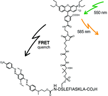 Graphical abstract: Preparation of FRET reporters to support chemical probe development