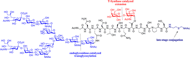 Graphical abstract: Expeditious chemoenzymatic synthesis of CD52 glycopeptide antigens