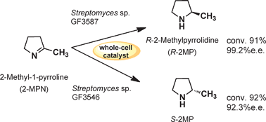 Graphical abstract: Asymmetric synthesis of chiral cyclic amine from cyclic imine by bacterial whole-cell catalyst of enantioselective imine reductase