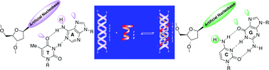 Graphical abstract: Targeting DNA base pair mismatch with artificial nucleobases. Advances and perspectives in triple helix strategy