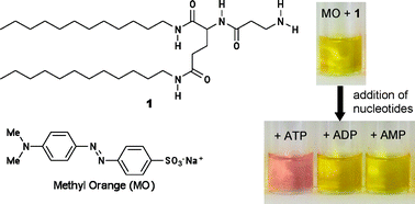 Graphical abstract: Functionalization of methyl orange using cationic peptide amphiphile: colorimetric discrimination between ATP and ADP at pH 2.0