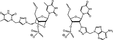 Graphical abstract: The synthesis of double-headed nucleosides by the CuAAC reaction and their effect in secondary nucleic acid structures