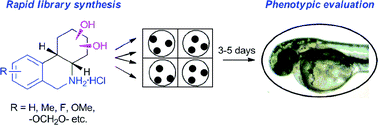 Graphical abstract: Rapid synthesis and zebrafish evaluation of a phenanthridine-based small molecule library