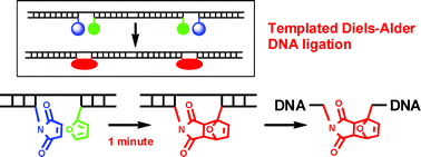 Graphical abstract: Rapid chemical ligation of oligonucleotides by the Diels–Alder reaction