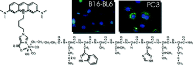 Graphical abstract: Trifunctional 99mTc based radiopharmaceuticals: metal-mediated conjugation of a peptide with a nucleus targeting intercalator