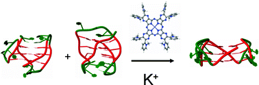 Graphical abstract: A cationic ZnII porphyrazine induces a stable parallel G-quadruplex conformation in human telomeric DNA