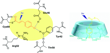 Graphical abstract: The design, synthesis and photochemical study of a biomimetic cyclodextrin model of Photoactive Yellow Protein (PYP)