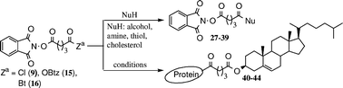 Graphical abstract: Syntheses and reactivities of non-symmetrical “active ester” bi-dentate cross-linking reagents having a phthalimidoyl and acid chloride, 2-benzothiazole, or 1-benzotriazole group
