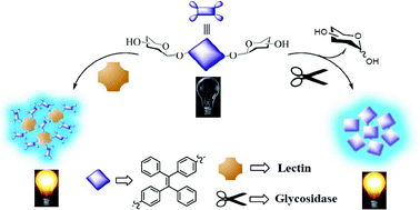 Graphical abstract: Sugar-bearing tetraphenylethylene: novel fluorescent probe for studies of carbohydrate–protein interaction based on aggregation-induced emission