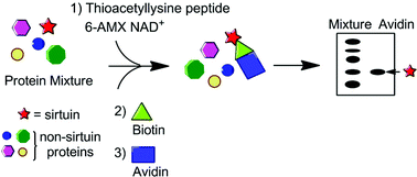 Graphical abstract: Mechanism-based affinity capture of sirtuins