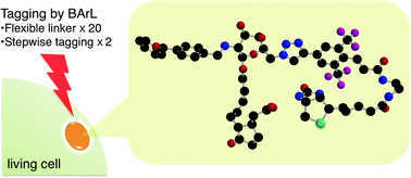 Graphical abstract: “Click-made” biaryl-linker improving efficiency in protein labelling for the membrane target protein of a bioactive compound