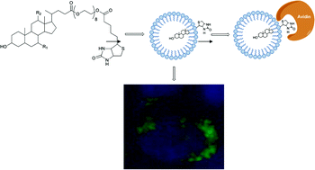 Graphical abstract: Novel biotinylated bile acid amphiphiles: Micellar aggregates formation and interaction with hepatocytes