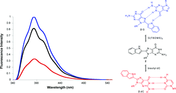 Graphical abstract: An indole-linked C8-deoxyguanosine nucleoside acts as a fluorescent reporter of Watson–Crick versus Hoogsteen base pairing