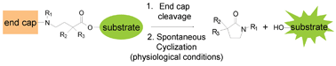 Graphical abstract: Design, synthesis, and cyclization of 4-aminobutyric acid derivatives: potential candidates as self-immolative spacers