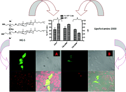 Graphical abstract: Syntheses, Transfection Efficacy and Cell Toxicity Properties of Novel Cholesterol-based Gemini Lipids having Hydroxyethyl Head group