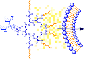 Graphical abstract: Comprehensive screening of octopus amphiphiles as DNA activators in lipid bilayers: implications on transport, sensing and cellular uptake