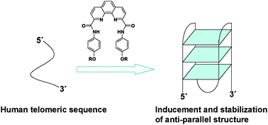 Graphical abstract: Promoting the formation and stabilization of human telomeric G-quadruplex DNA, inhibition of telomerase and cytotoxicity by phenanthroline derivatives