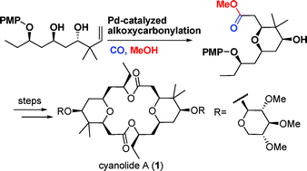 Graphical abstract: Total synthesis of cyanolide A