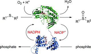 Graphical abstract: Exploring the biocatalytic scope of a bacterial flavin-containing monooxygenase