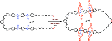 Graphical abstract: Template-directed synthesis of kinetically and thermodynamically stable molecular necklace using ring closing metathesis
